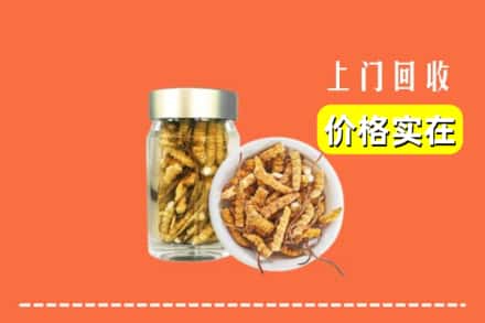 米东区回收散虫草